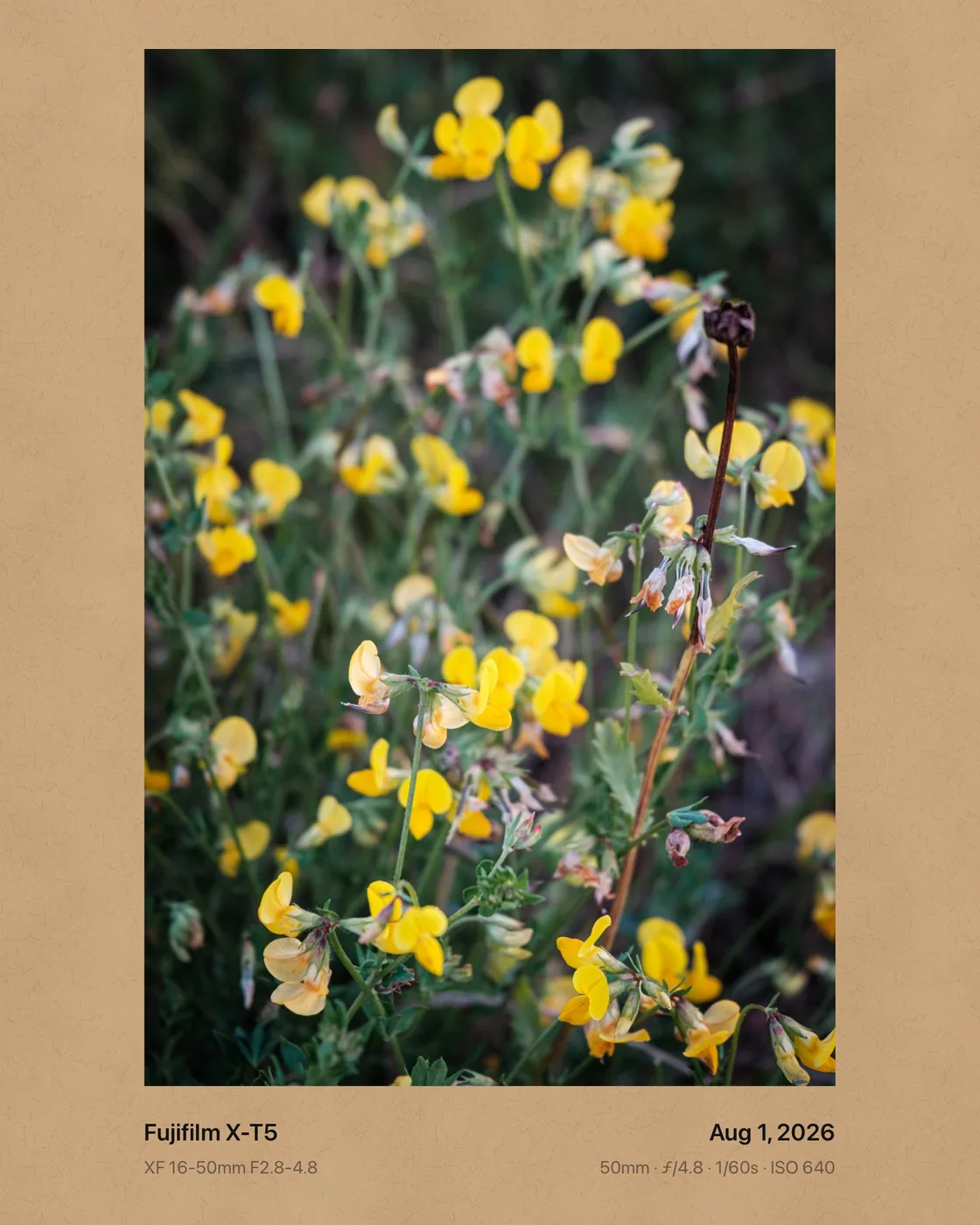 Yellow wildflowers on kraft paper