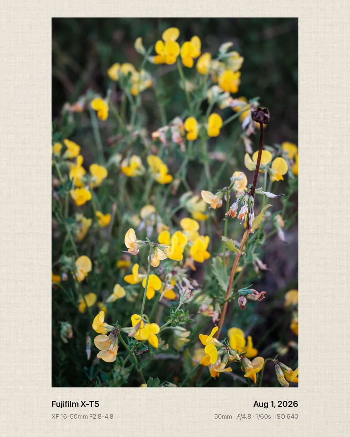 Yellow wildflowers on linen paper
