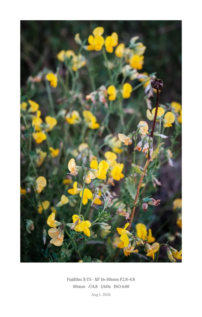 Yellow wildflowers, framed in Museum